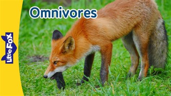 are foxes omnivores? here is the answer