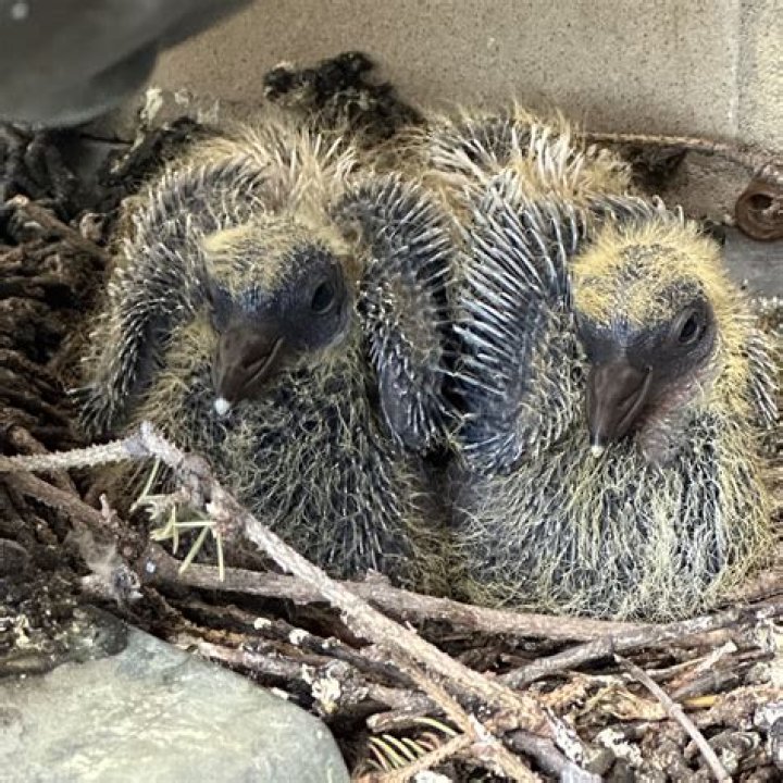 baby pigeons name? here is the answer