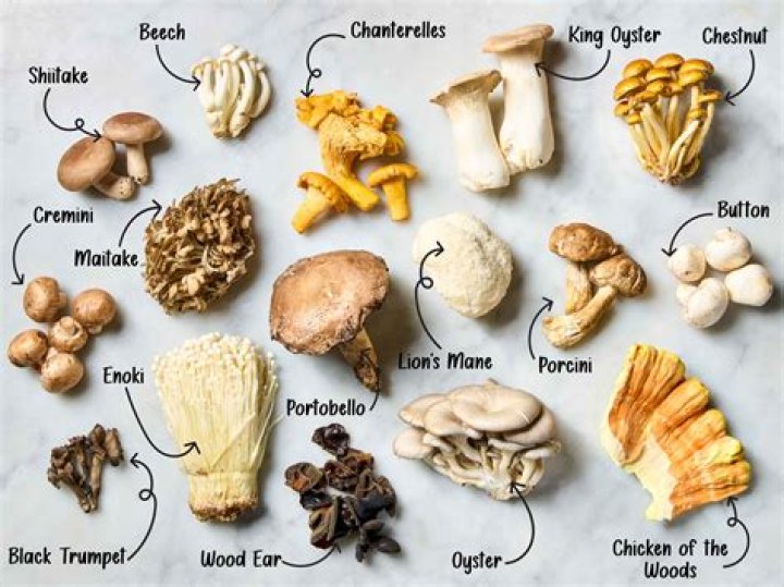 can you eat too many mushrooms? here is the answer
