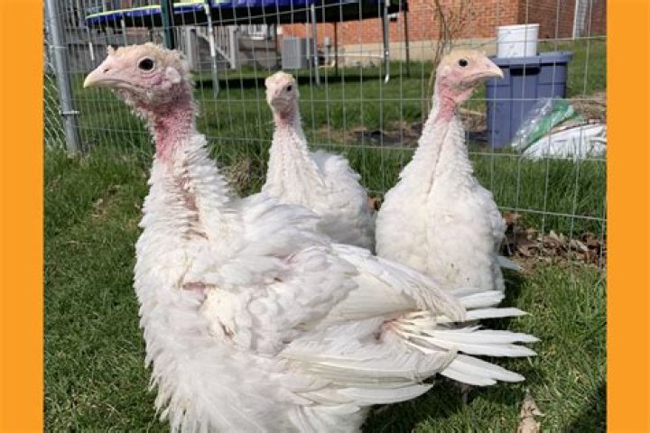 do female turkeys puff up? here is the answer