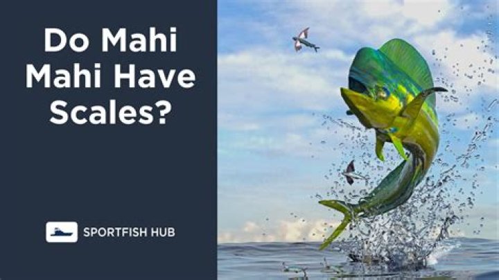 do mahi mahi have scales? here is the answer