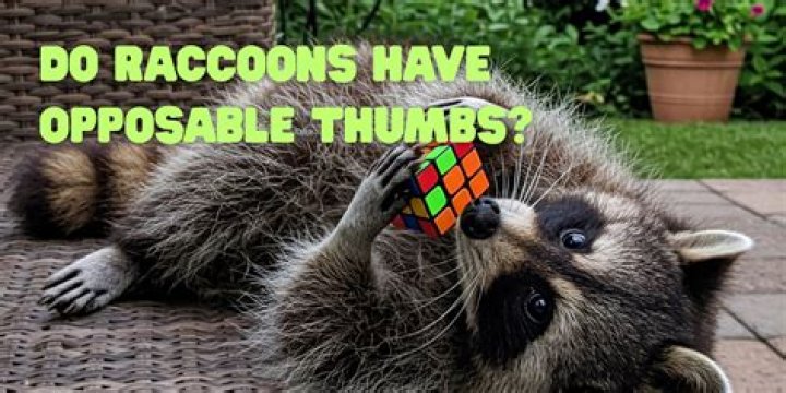 do squirrels have opposable thumbs? here is the answer