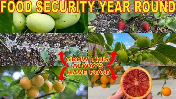 fruit that doesn’t grow on trees? here is the answer