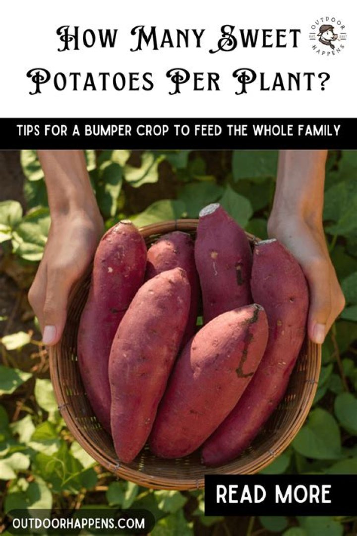 how many sweet potatoes in a pound? here is the answer