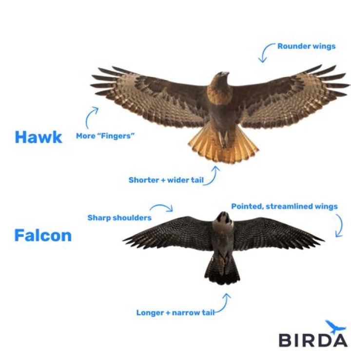 how much can a hawk carry? here is the answer