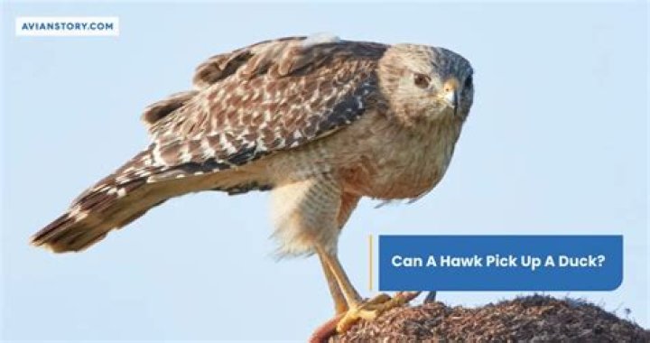 how much can a hawk pick up? here is the answer