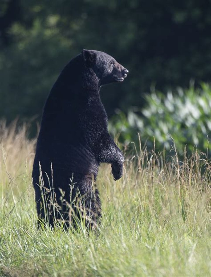 how tall is a black bear standing up? here is the answer