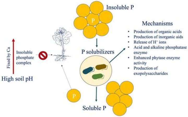 is bleach acidic or alkaline? here is the answer