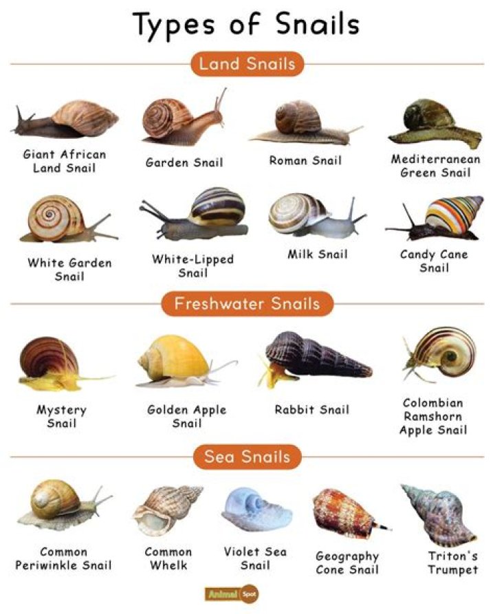 is escargot shellfish? here is the answer