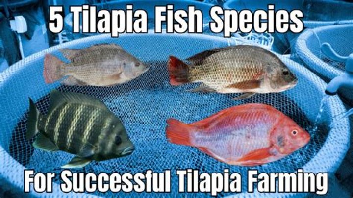 is tilapia a real fish? here is the answer