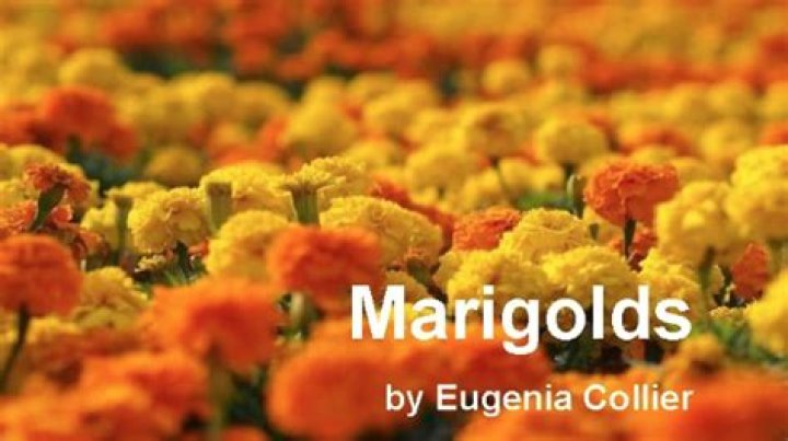 marigold by eugenia collier summary? here is the answer