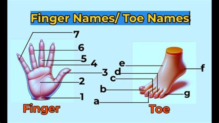 name of each toe? here is the answer