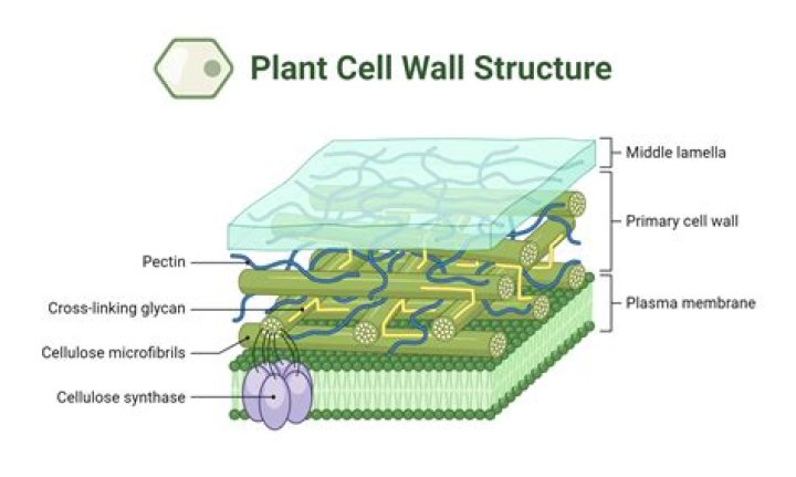protista cell walls? here is the answer