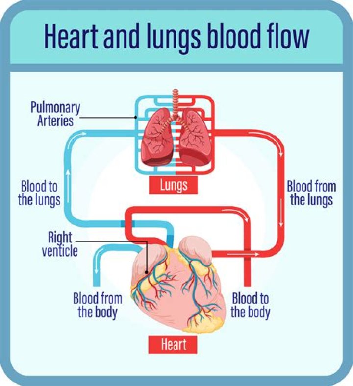 the circulation disperses oxygen rich blood throughout the body? here is the answer