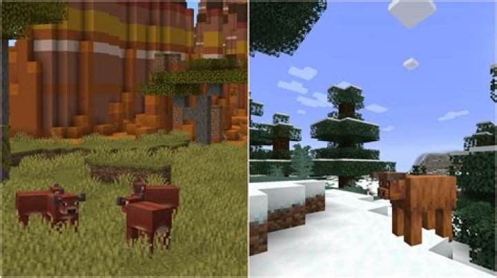 what are sheep attracted to in minecraft? here is the answer