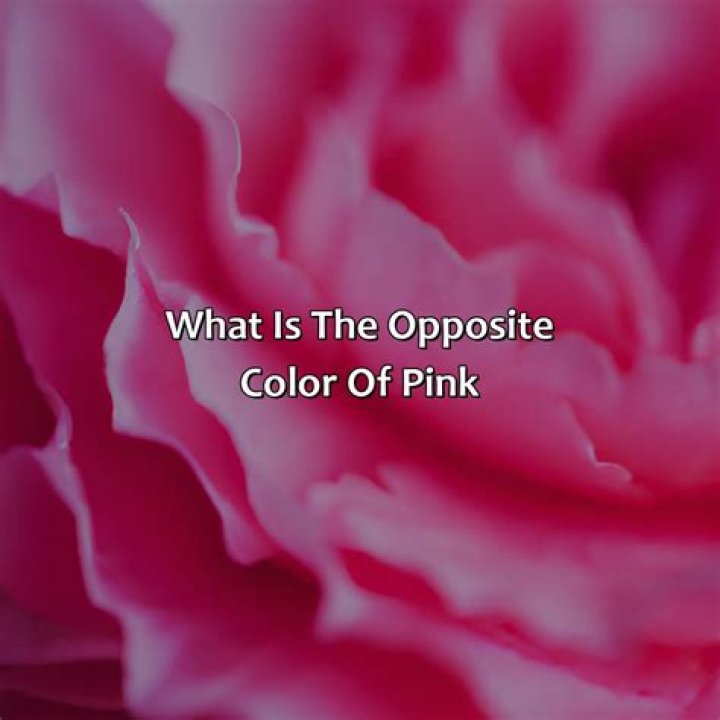 what is the opposite color of pink? here is the answer