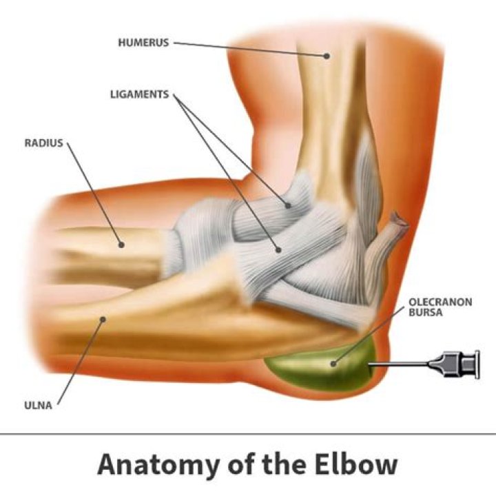 what is the skin on your elbow called? here is the answer